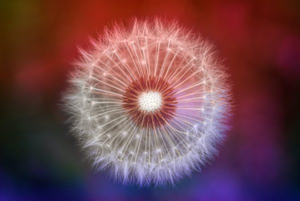Close-up Photography of Dandelion
